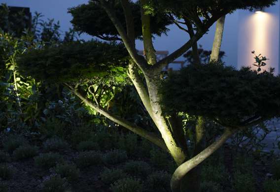 Lys i bonsai