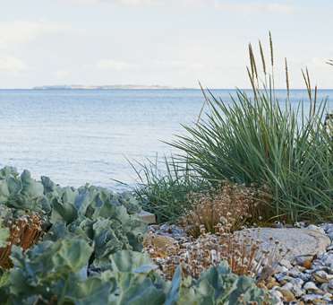 Marehalm, engelsk græs og strandkål i kysthave.jpg